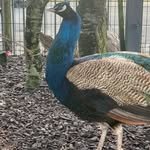 Purple peacock for sale