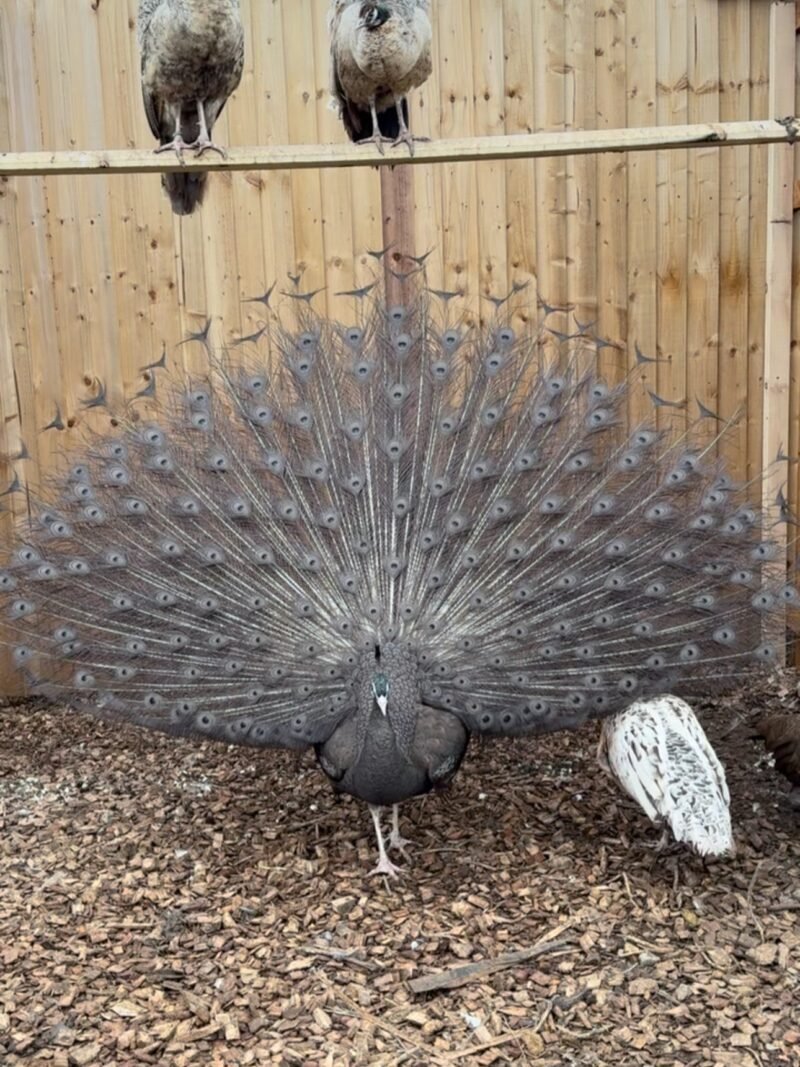 BRONZE BLACK SHOULDER PEACOCK AVAILABLE