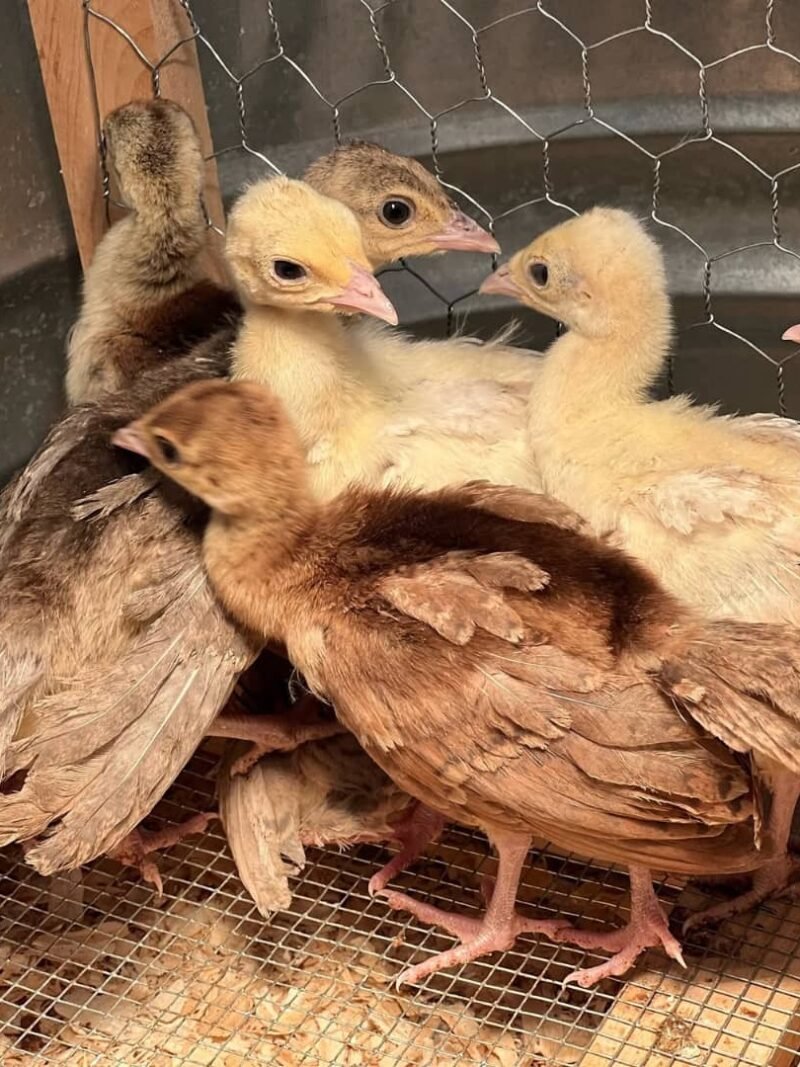 PEACHICKS AVAILABLE FOR SALE