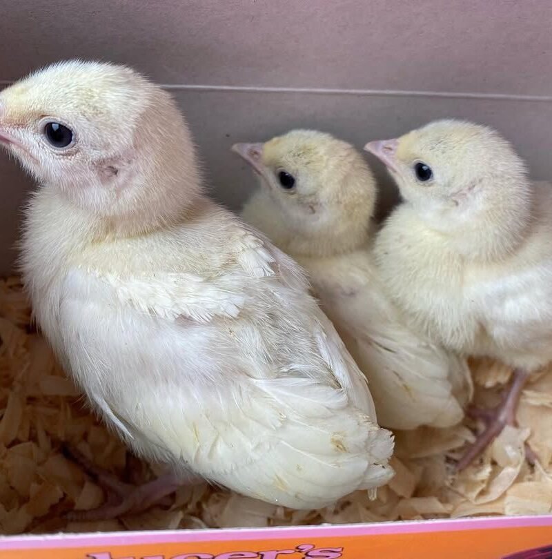 TURKEY POULTS FOR SALE