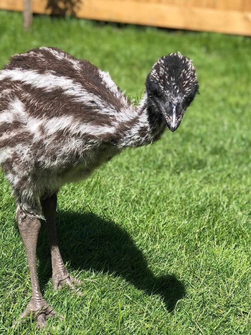 EMU CHICKS FOR SALE