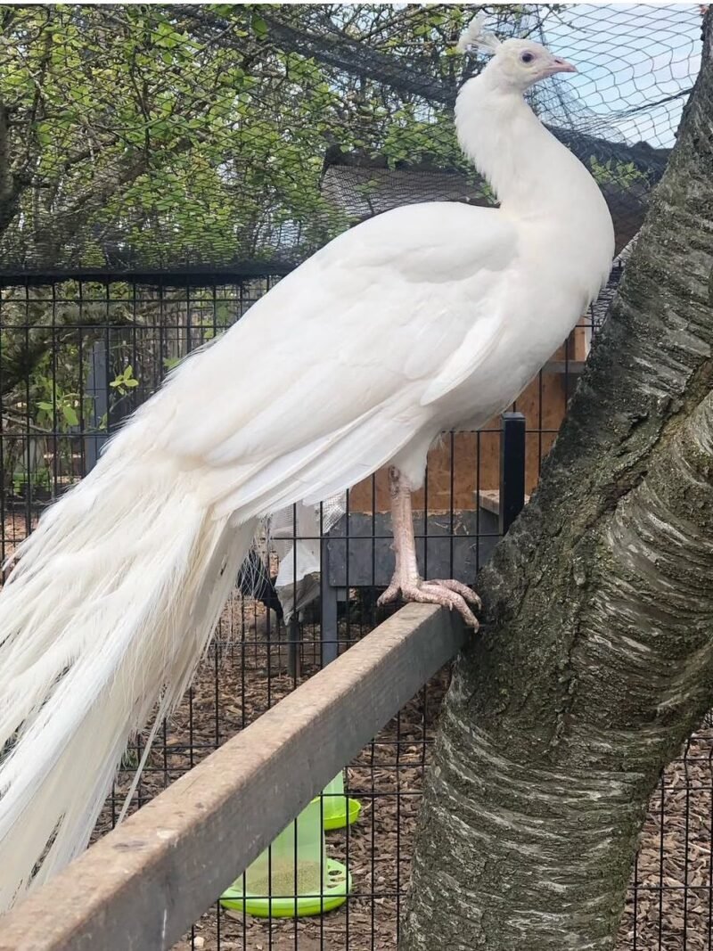 WHITE PEAFOWLS FOR SALE