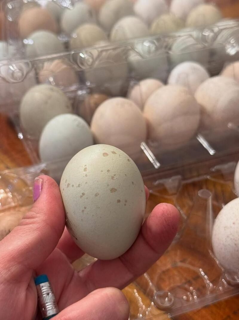 FERTILE PEACOCK/PHEASANTS EGGS FOR SALE