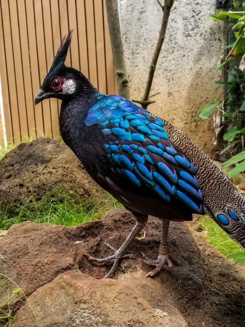 PALAWAN PEACOCK PHEASANT FOR SALE