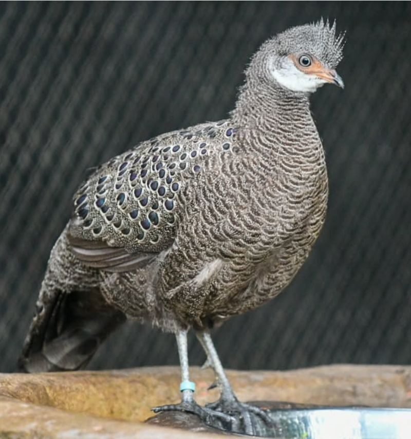 GREY PEACOCK PHEASANT FOR SALE
