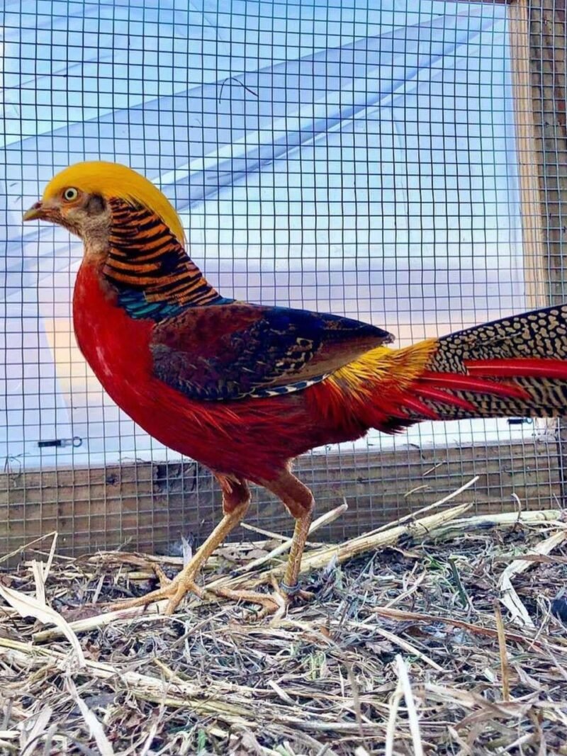 RED GOLDEN PHEASANTS FOR SALE