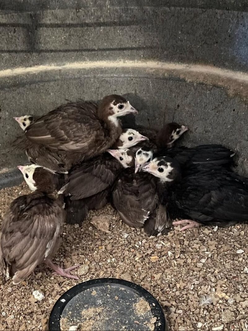 CHOCOLATE TURKEY POULTS FOR SALE