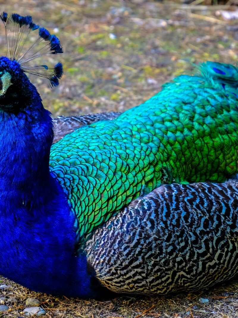 INDIAN BLUE PEACOCK FOR SALE
