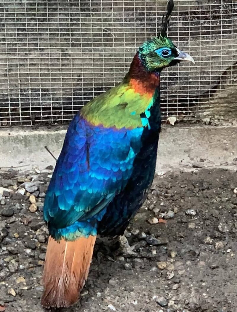 HIMALAYAN MONAL FOR SALE